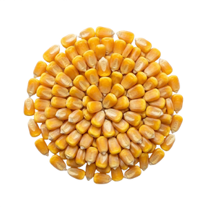 Corn