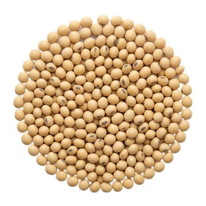 Soybean
