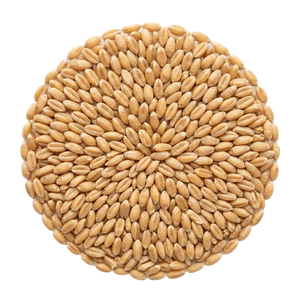 Wheat